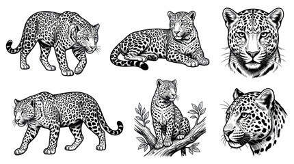 Leopard and jaguar wild cat sketches in different active poses © tuyun