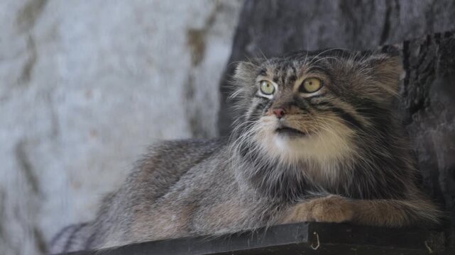 Pallas cat resting and looking around in cinematic close up footage.