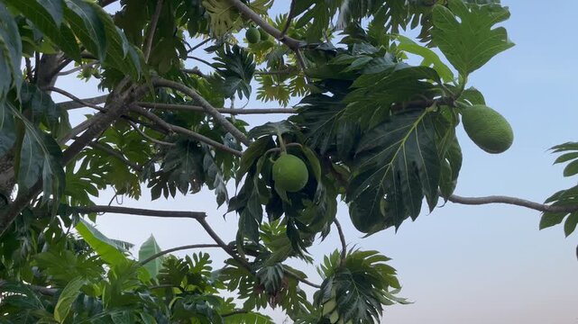 Green breadfruit hanging on tree branch in tropical garden