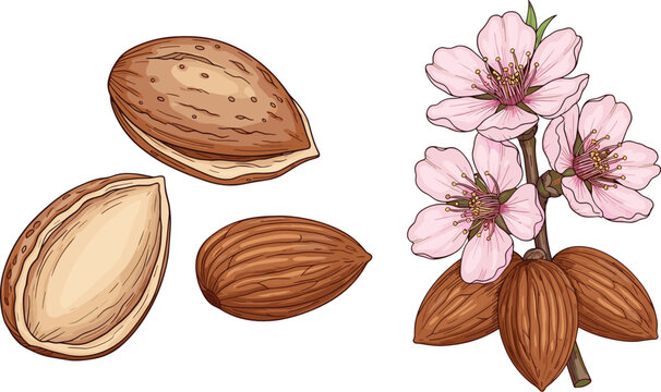 Organic almonds vector illustration set with beautiful pink blossoms branch whole shells and raw peeled kernels
