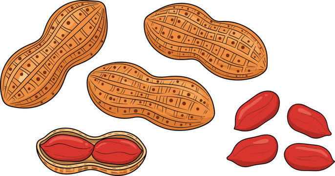 Cartoon organic peanuts vector illustration set with detailed raw shells and open red kernel elements