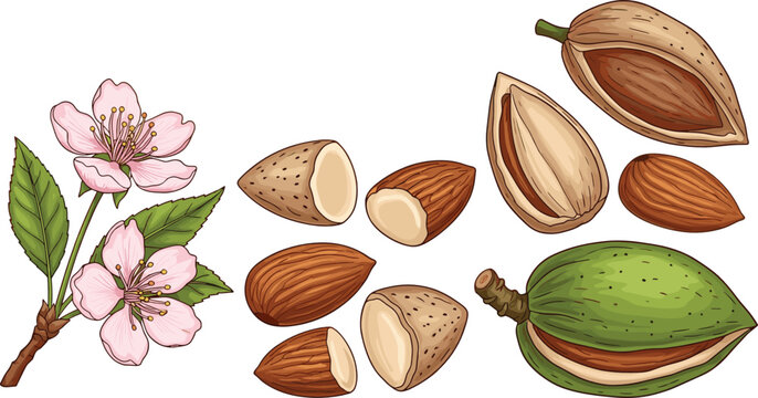 Organic almonds vector illustration set with line art blossoms green pods whole shells and raw kernels