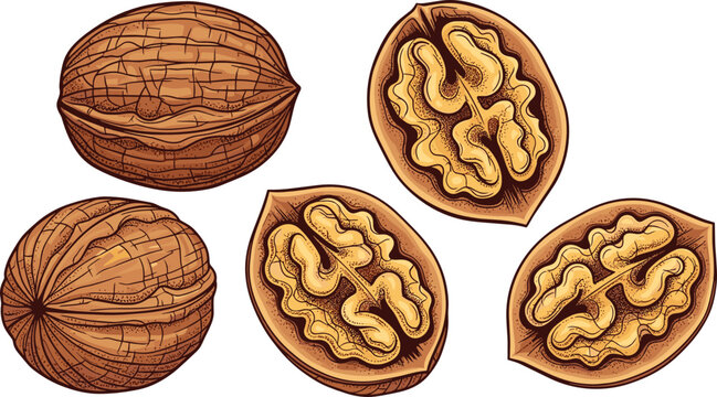Detailed organic walnuts vector illustration set with line art whole shells and cracked open kernels