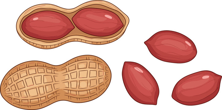 Peanut vector illustration featuring organic whole raw shell opened pod and delicious red kernels isolated on clean white illustration