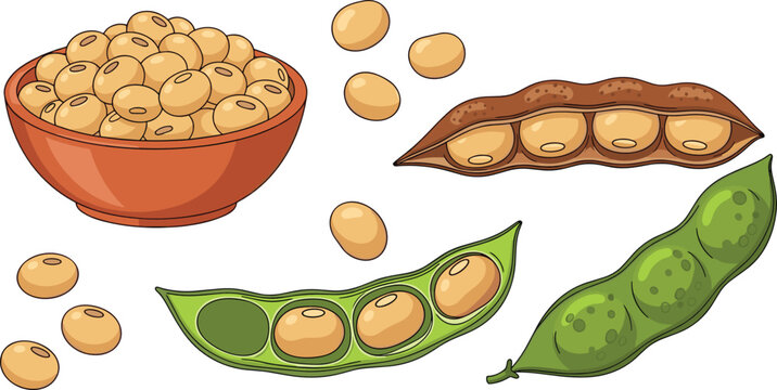 Soybean vector illustration set featuring detailed sketches of green edamame pods brown dry shell and organic seeds in bowl