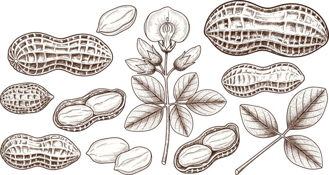 Vintage hand drawn sketch vector set of peanuts with plant leaves and flowers for organic food product design