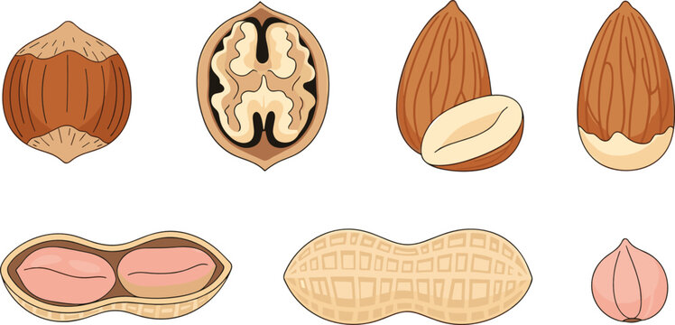Vector illustration of nuts collection set including peanut peanut shell almond hazelnut and open walnut kernel