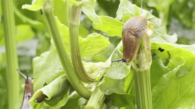 Slugs on lettuce in garden