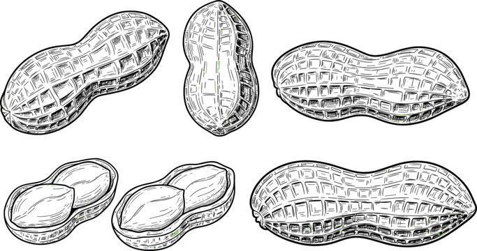 Vintage hand drawn sketch vector illustration of textured peanut pods with cracked open shells showing kernels