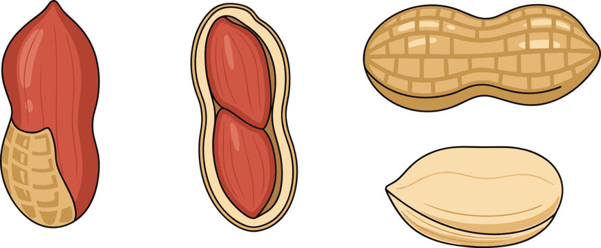 Vector illustration of peanut collection showing whole shell open pod with kernels and single peeled nut