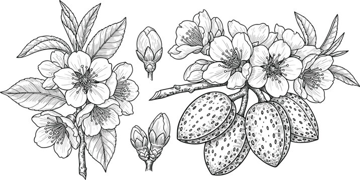 Hand drawn vintage vector illustration of blooming almond branch with flowers buds and raw nuts in shells