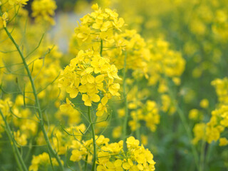 Fototapeta premium 植物 黄色の花 Flowers, flower fields 
