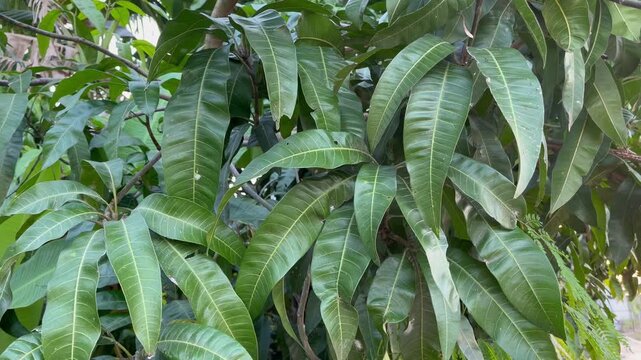 Lush mango tree leaves on branch in tropical orchard