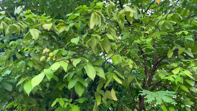 green leaves in the garden