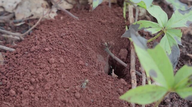 Close up of ant colony exiting underground tunnel in red laterite mound tropical vegetation background, natural daylight, forest floor ground level