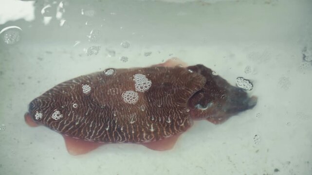 Overhead macro of unknown dark brown textured marine organism, pink orange underside, foam bubbles, shallow white basin, Hong Kong wet market, natural light