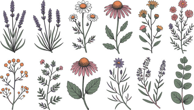 Boho Botanical Wildflower Vector Icon Set with Lavender Daisy Echinacea and Green Leaves for Floral Patterns Wedding Invitations and Cosmetic Packaging Designs