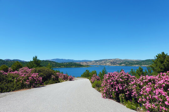 Landscape with blooming oleander at the largest reservoir on the Dodecanese island of Rhodes in Greece