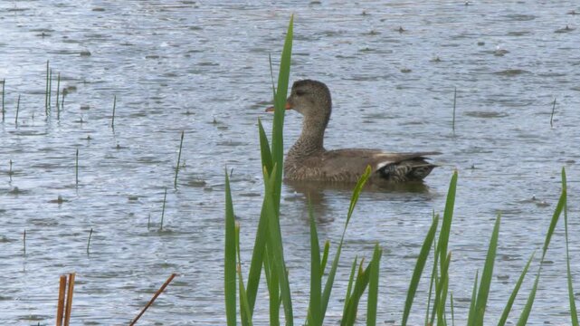 Gadwall hen duck swims through frame on wetland pond with rain drops