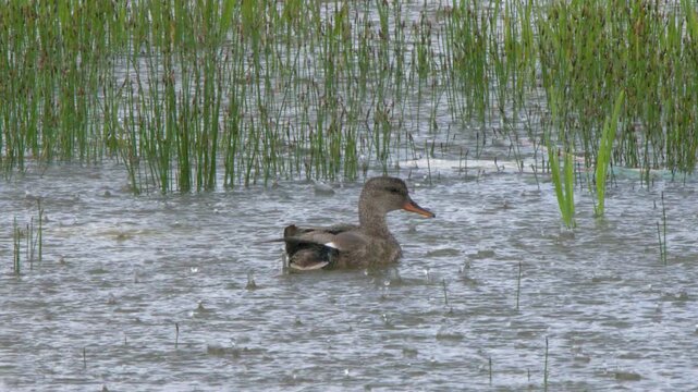 Gadwall hen duck bathes in wetland pond in pouring rain, medium closeup