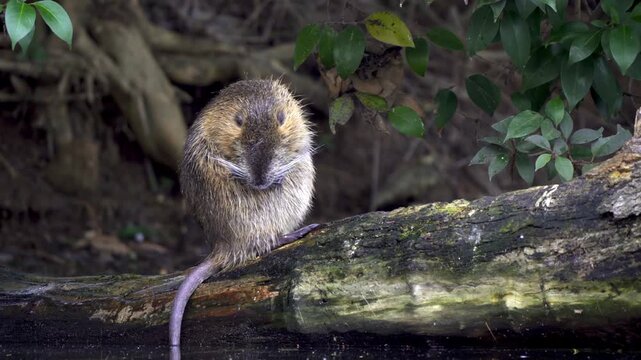 A Myocastor coypus, also known as a nutria, grooms itself on a log in a forest setting. Ideal for nature documentaries or educational content.