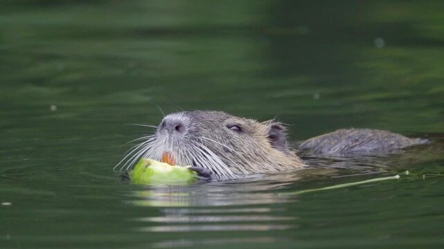 A nutria leisurely munches on a piece of fruit while floating in still, green waters. Ideal for wildlife documentaries or educational content.