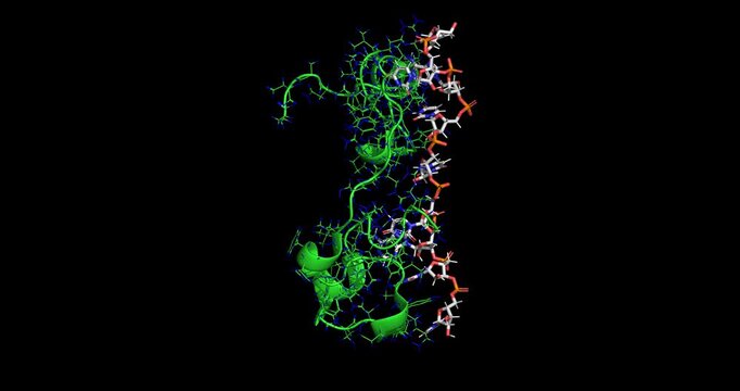 Zinc Finger Domain of TIS11d, RNA-binding protein/gene regulator against cardiovascular disease, 3D molecule spinning, 4K 