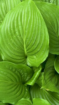 Green hosta leaves with detailed organic texture. Close up of lush foliage plant. Botanical macro background for nature, environment conservation garden design and eco lifestyle concept. Vertical view