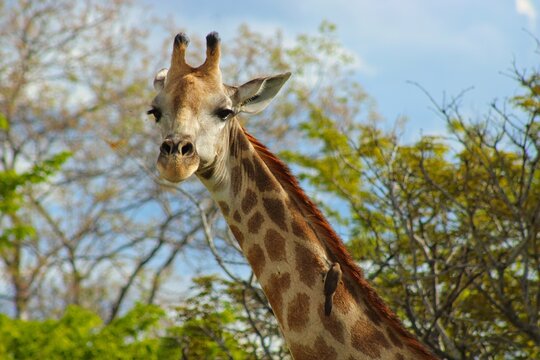 Giraffes in Chobe Natinoal Park in the Wilderness of Botswana close to the city of Kasane