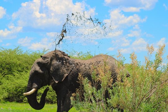 Close-Up of Elephants on a great day in Chobe National Park in Botswana