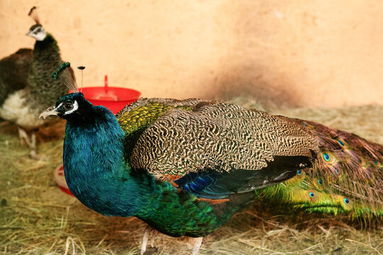 Domestic Indian peafowl, including a male peacock and a female peahen, kept inside an indoor agricultural facility on straw bedding. Illustrating exotic avian livestock and poultry farming.