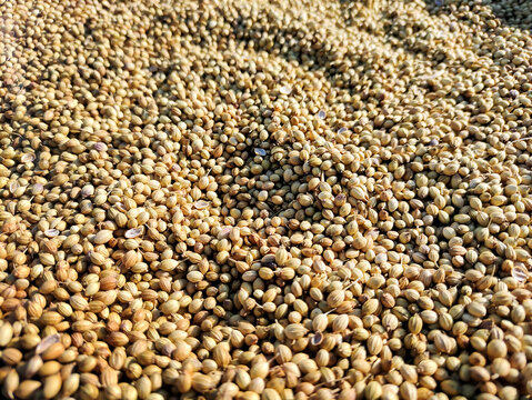 Dry Coriander Seeds Spread Out in Sunlight