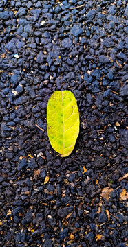 Green Leaf on Black Asphalt Road Background