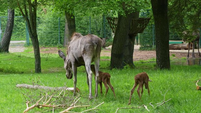 Family of moose or elk, Alces alces is the largest extant species in the deer family. Moose are distinguished by the broad, flat, or palmate antlers of the males.