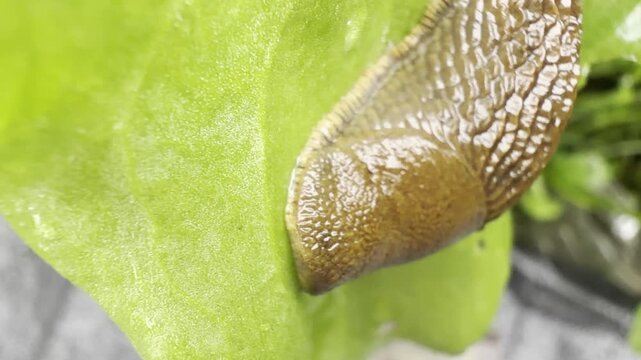 Close-up of a slug on a green leaf