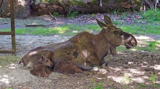 Family of moose or elk, Alces alces is the largest extant species in the deer family. Moose are distinguished by the broad, flat, or palmate antlers of the males.