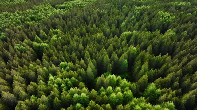 Aerial view of dense evergreen forest canopy