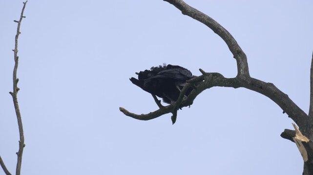 Carrion Crow Perched on a Bare Branch - 4K Wildlife Slow Motion Medium Shot
