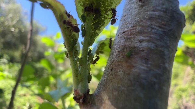 Macro view of ants tending to a colony of green aphids on a fresh plant stem.