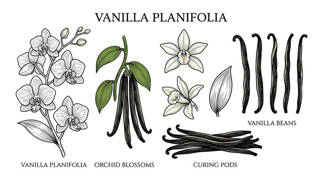 Vanilla planifolia orchid blossoms with curing pods and beans