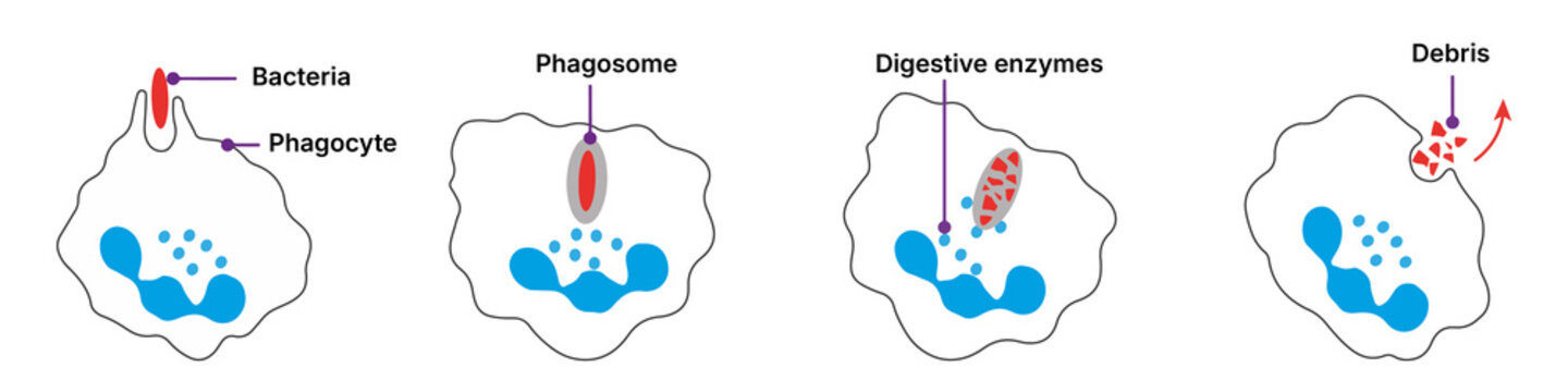 Stages of Phagocytosis: Innate Immune Defense Mechanism.