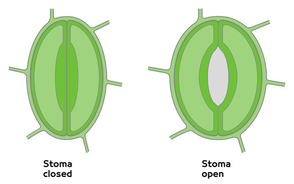 Plant Stomata Structure and Mechanism: Closed and Open Stoma