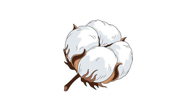 Natural white cotton boll illustration with brown sepals and stem showcasing a raw material used for textile clothing production.