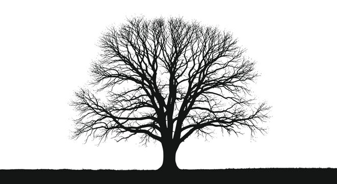 Large silhouette of a leafless deciduous tree with many branches standing alone on a flat horizon line against white background.