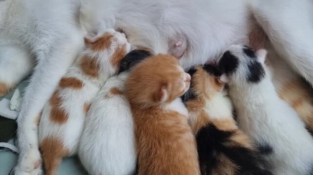 Adorable Newborn Kittens Nursing Mother Cat.