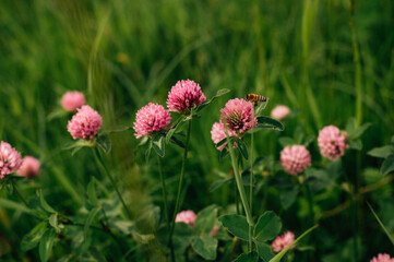 Fototapeta premium A bee sits on a clover