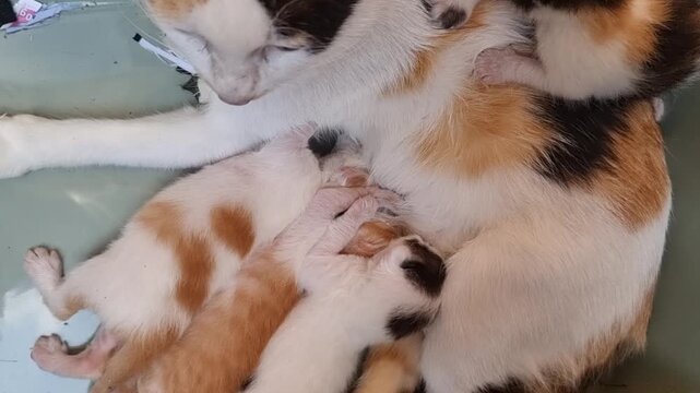 Calico Mama Cat Nursing Tiny Newborn Kittens.