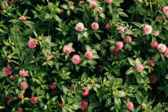 A meadow of blooming red clover