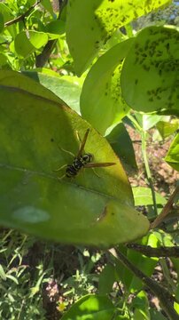 Close-up of a wasp perched on vibrant green foliage with aphids visible in the background.