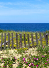 Obraz premium Pink beach roses bloom among sand dunes beside a weathered fence overlooking the Atlantic Ocean at Cape Cod National Seashore in Massachusetts.